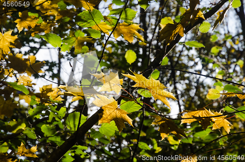 Image of Golden glowing maple leaves