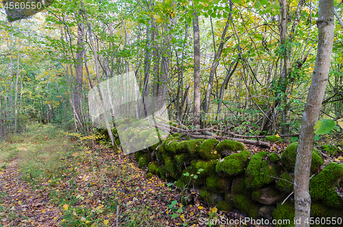 Image of Old moss covered dry stone wall