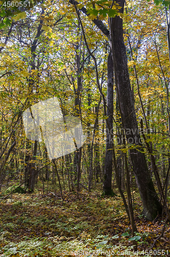 Image of Deciduous forest by fall season