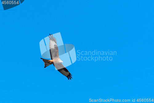 Image of Soaring Red Kite by a cloudless sky