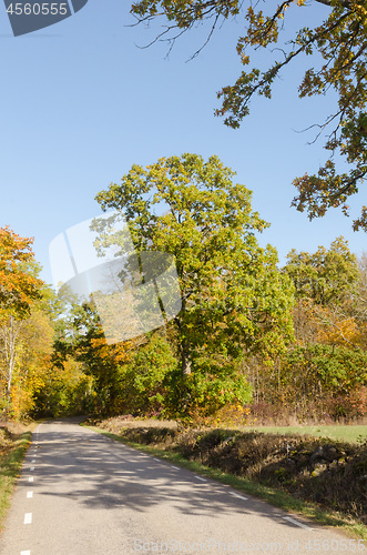 Image of Beautiful day in fall season by a country road