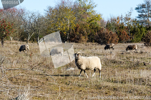 Image of Grazing sheep by fall season