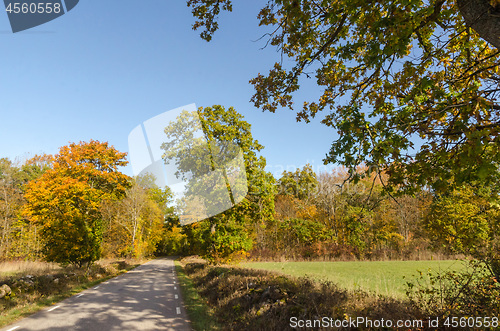 Image of Colorful road by fall season