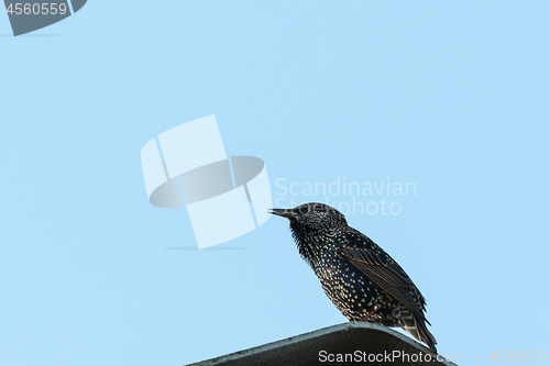 Image of Common Starling by a blue sky