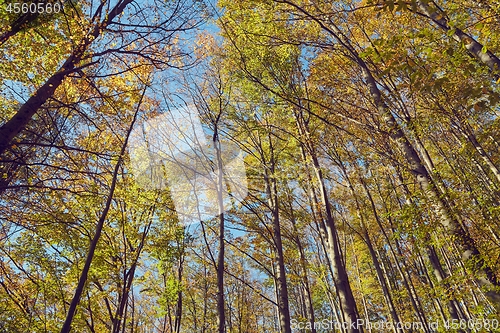 Image of Autumn forest colors