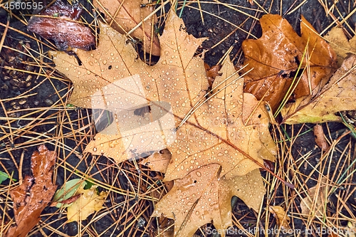 Image of Autumn leaf on ground with raindrops