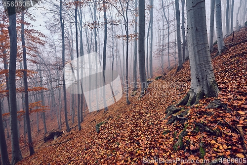 Image of Autumn Forest Fog