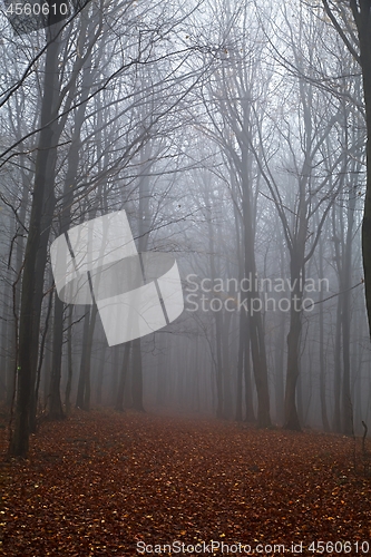 Image of Autumn forest mist