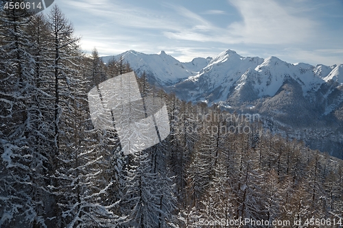 Image of Winter Landscape with Trees