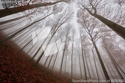 Image of Autumn Forest Fog