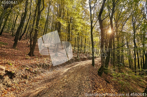 Image of Autumn forest path between trees