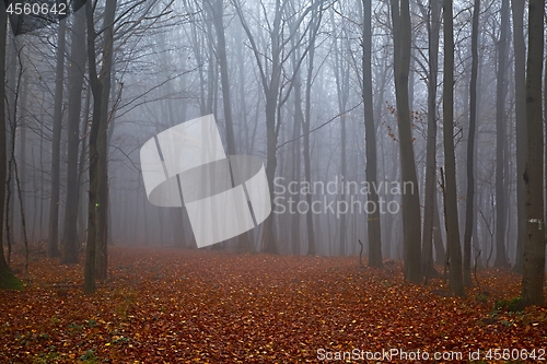 Image of Autumn forest mist