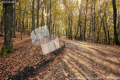 Image of Autumn forest path wint sunslight between trees