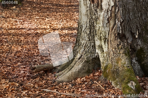 Image of Tree Trunk in autumn