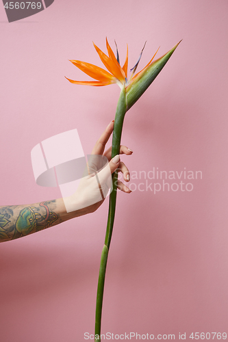 Image of A woman\'s hand with a tattoo holds an exotic flower of strelitzia on a pink background with copy space. Mother\'s day concept