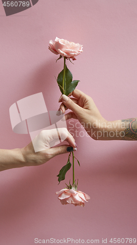 Image of A girl hand with a tattoo holds a flower up, a woman hand holds a rose down around a pink background with copy space.