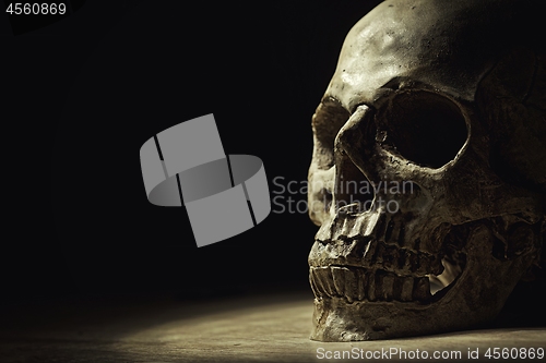 Image of Human skull in dim light closeup photo