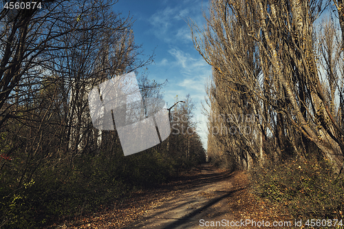 Image of Forest reclaiming the Zone, in Chernobyl