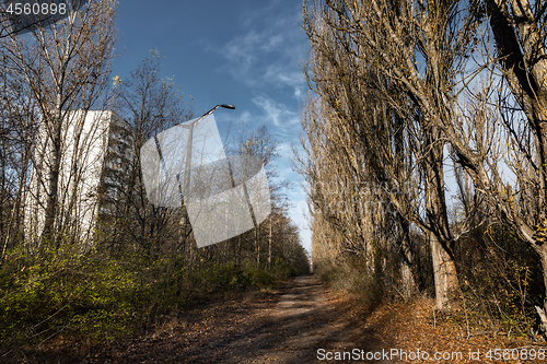 Image of Forest reclaiming the Zone, in Chernobyl