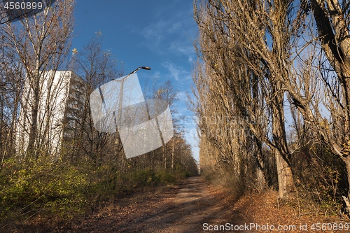 Image of Forest reclaiming the Zone, in Chernobyl