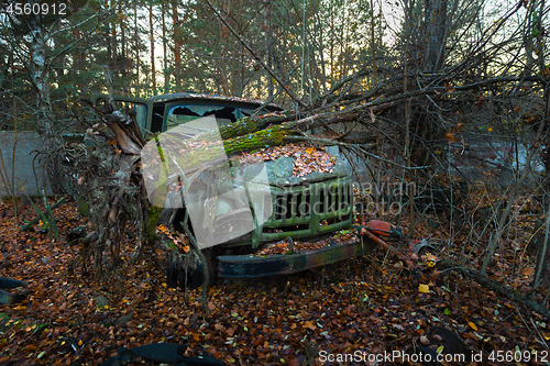 Image of Fallen tree on abandoned truck left outside