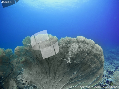 Image of Coral Reef underwater in the sea