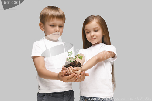 Image of Kids hands with seedlings on gray studio background. Spring concept, nature and care.