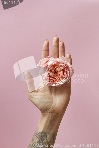 Image of Pink rose bud in female hand with tattoo on pink background with copy space. Postcard