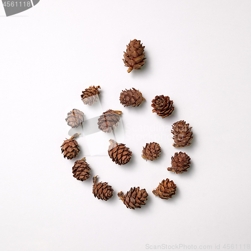 Image of Pine cones in the shape of a cones presented on a gray background with copy space for text. Natural composition