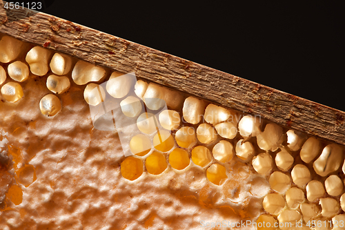 Image of Organic honey in wax comb on a black background with copy space. Macro photo