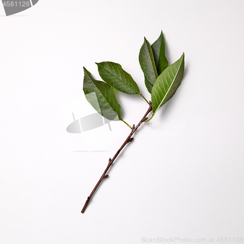 Image of Branch with green leaves presented on a gray background with space for text. Spring time. Top view