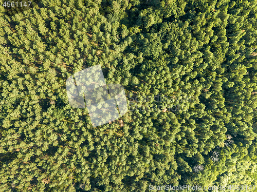 Image of Forest trees. Aerial view from the drone of a green forest on a sunny summer day. Top view