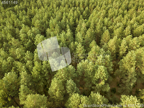 Image of Greenery deciduous trees on a summer day. Aerial view of the drone as a natural layout