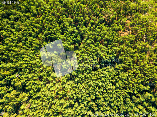 Image of Natural background of green forest on a sunny day. Aerial view of the drone as a layout for your ideas