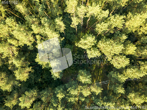 Image of Aerial view of the drone green spaces trees in the summer day. Natural summer background