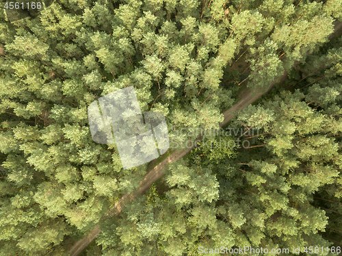 Image of Dirt road passing through a green forest on a clear summer day. Aerial view from the drone natural layout for your ideas. Top view