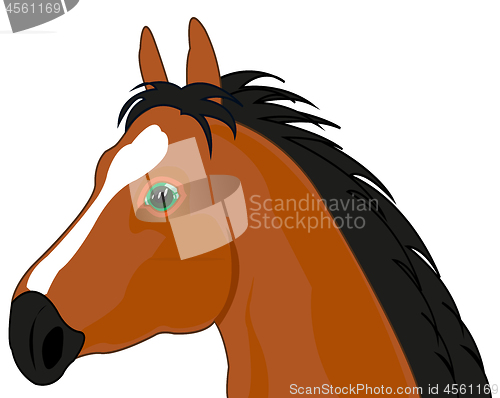 Image of Portrait animal horse on white background is insulated