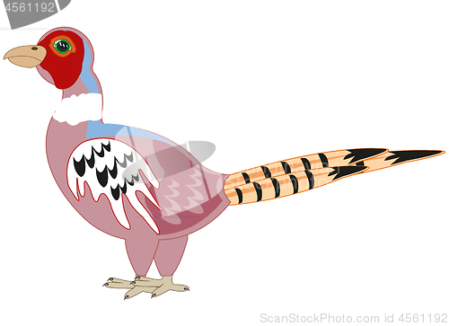 Image of Bird pheasant on white background is insulated