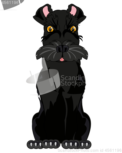 Image of Vector illustration of the dog of the sort scnauzer black colour