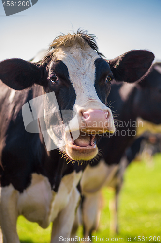 Image of The laughing cow in the meadown