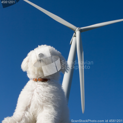 Image of The dog sniffing the air, turnines in the background