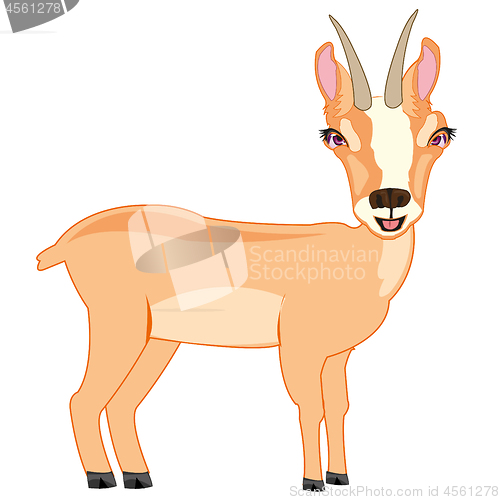 Image of Wildlife chamois on white background is insulated