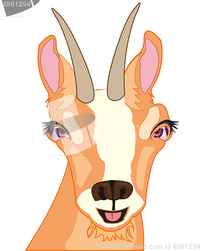 Image of Mug animal chamois on white background is insulated