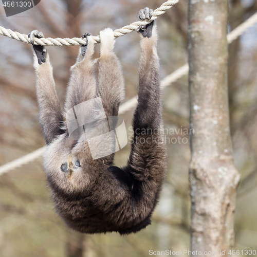 Image of Adult white handed gibbon