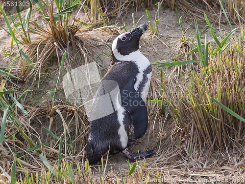 Image of African Penguin, Spheniscus demersus