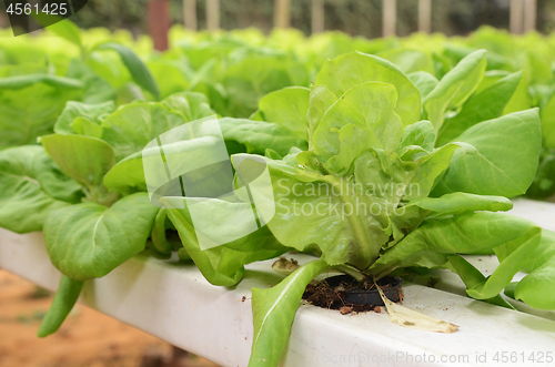 Image of Lettuce vegetable growing in hydroponic farm