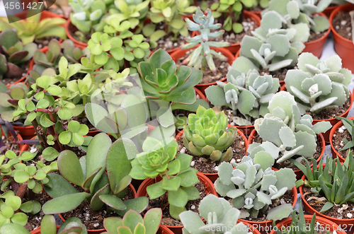 Image of Closeup of cactus and succulent plants 