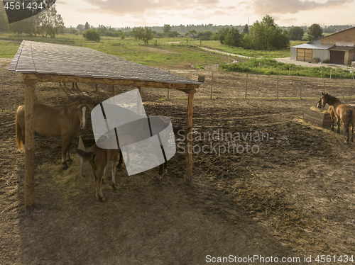 Image of Horses eat fresh hay from a wooden box on a farm on a summer day. Agricultural