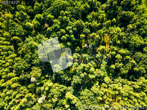 Image of Green natural foliage forest in summer sunny day. Aerial view from the drone. Natural background