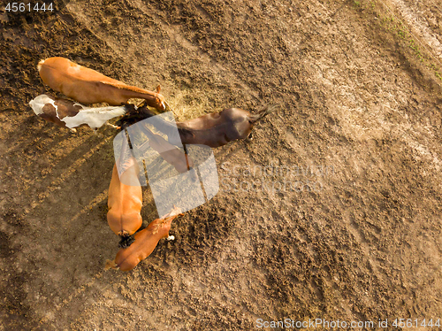 Image of Top view of a group of horses eating hay from a wooden box on the farm. Aerial view from the drone